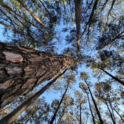 Parque Van Gogh, Holambra, São Paulo, Brasil