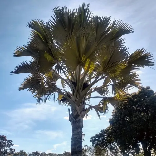Praça da Cachoeira, Holambra, São Paulo, Brasil