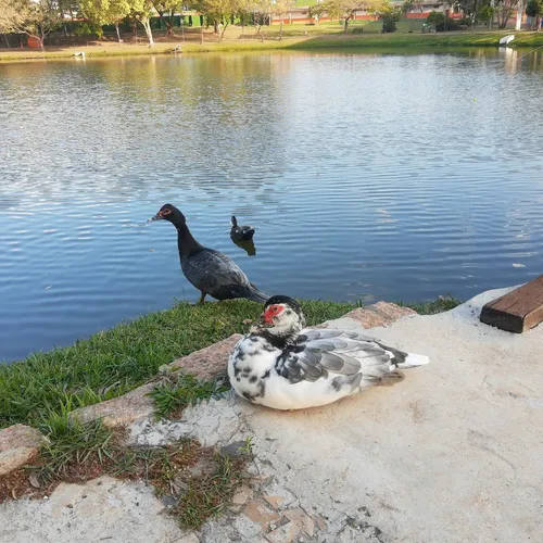Nossa Prainha, Holambra, São Paulo, Brasil