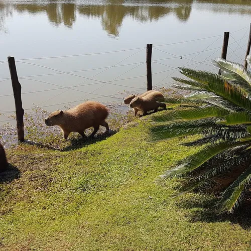 Lago Vitória Régia, Holambra, São Paulo, Brasil