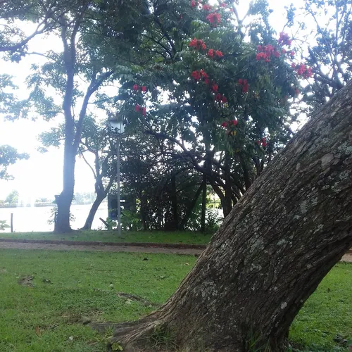 Lago Vitória Régia, Holambra, São Paulo, Brasil