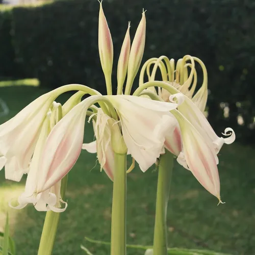 Pousada Histórica Convento da Conceição, Olinda, Pernambuco, Brasil