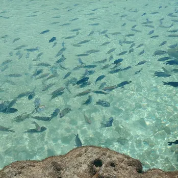 Ipojuca, Pernambuco, Brasil