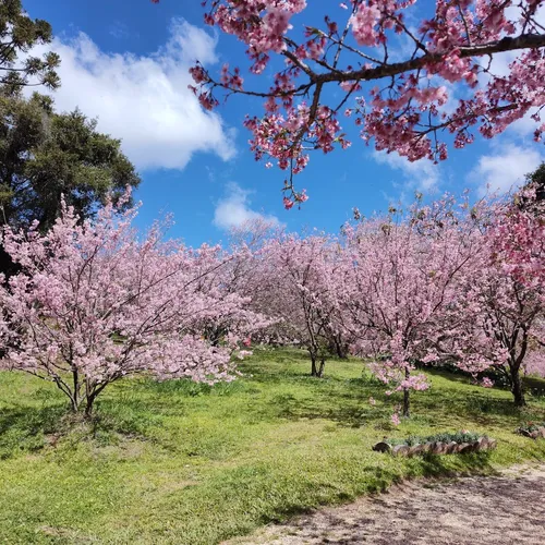 Parque da Cerejeira de Campos do Jordão, Campos do Jordão, São Paulo, Brasil
