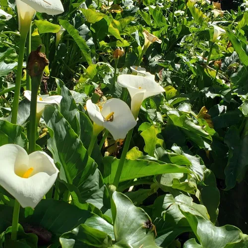 Parque da Cerejeira de Campos do Jordão, Campos do Jordão, São Paulo, Brasil
