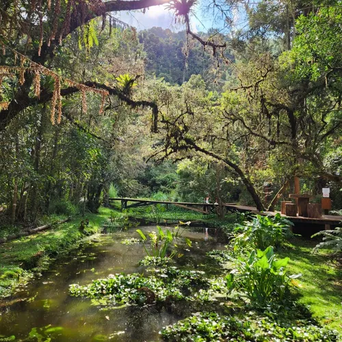 Bosque do Silêncio, Campos do Jordão, São Paulo, Brasil