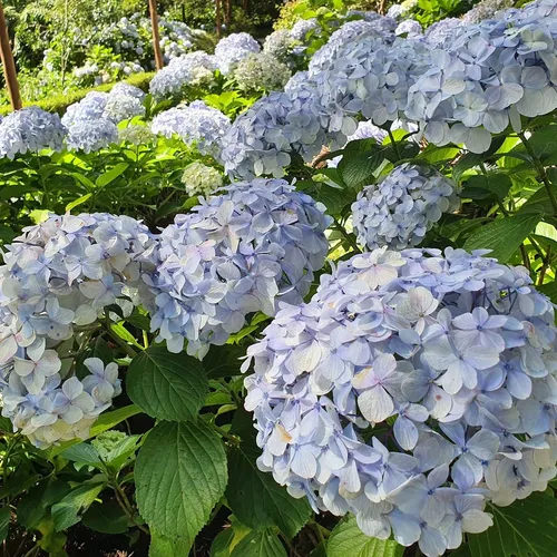 Bosque do Silêncio, Campos do Jordão, São Paulo, Brasil