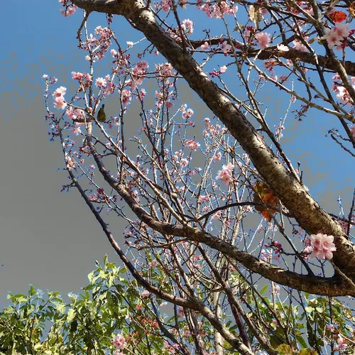 Vista Chinesa ou Mirante Belvedere, Campos do Jordão, São Paulo, Brasil