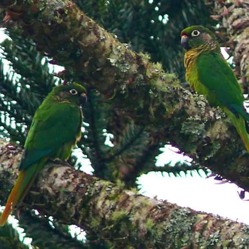 Cabanas nas Árvores, Campos do Jordão, São Paulo, Brasil