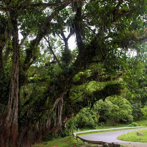 Estrada da Graciosa, Morretes, Paraná, Brasil